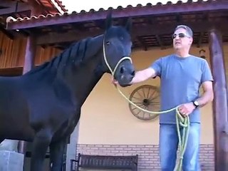 IVO LODO - HARAS CARTAGENA