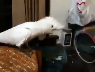 Gangnam Style Version Parrot - Parrot Dancing Gangnam Style