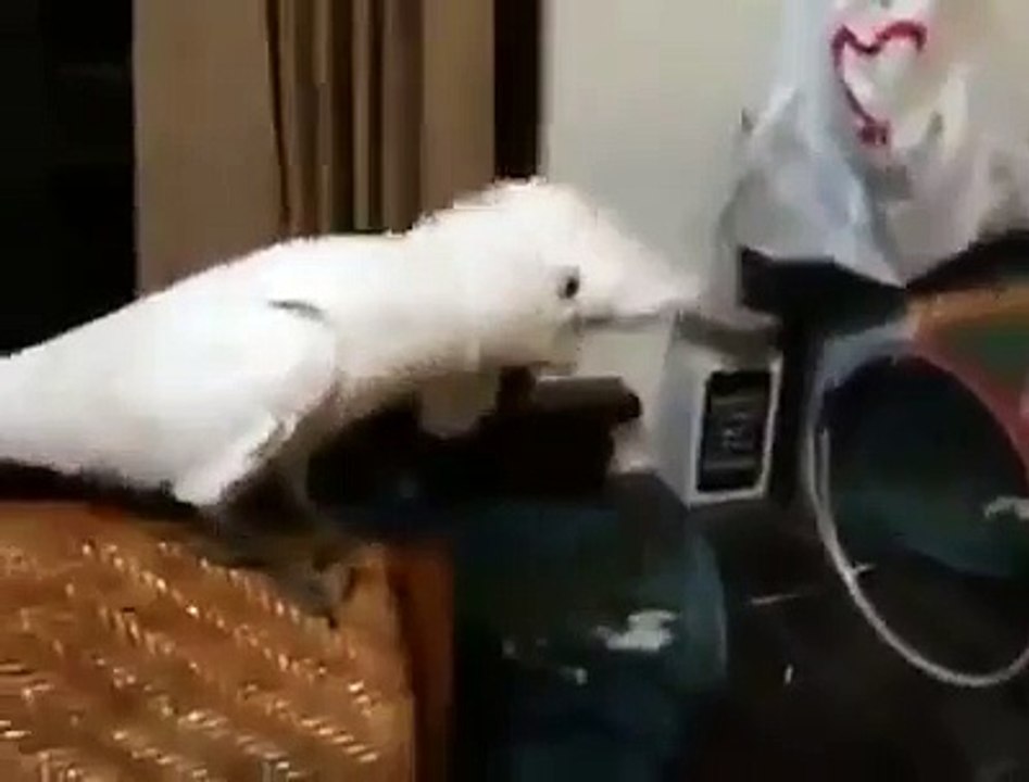 Gangnam Style Version Parrot - Parrot Dancing Gangnam Style