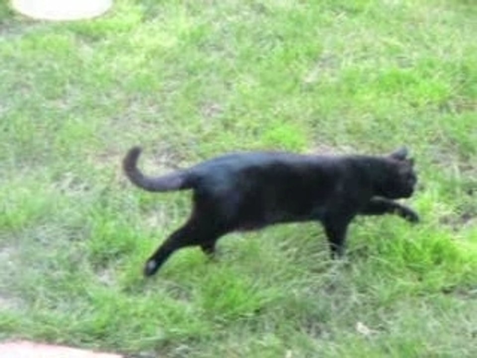 Baloo