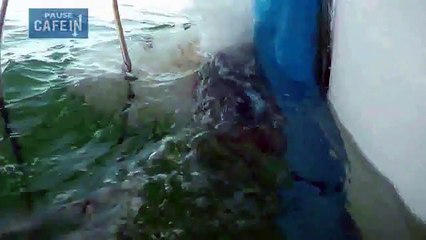 La violente attaque d’un grand requin blanc lors d’une plongée
