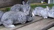 Cute Adorable Baby Bunny Rabbits, Sweet Pets