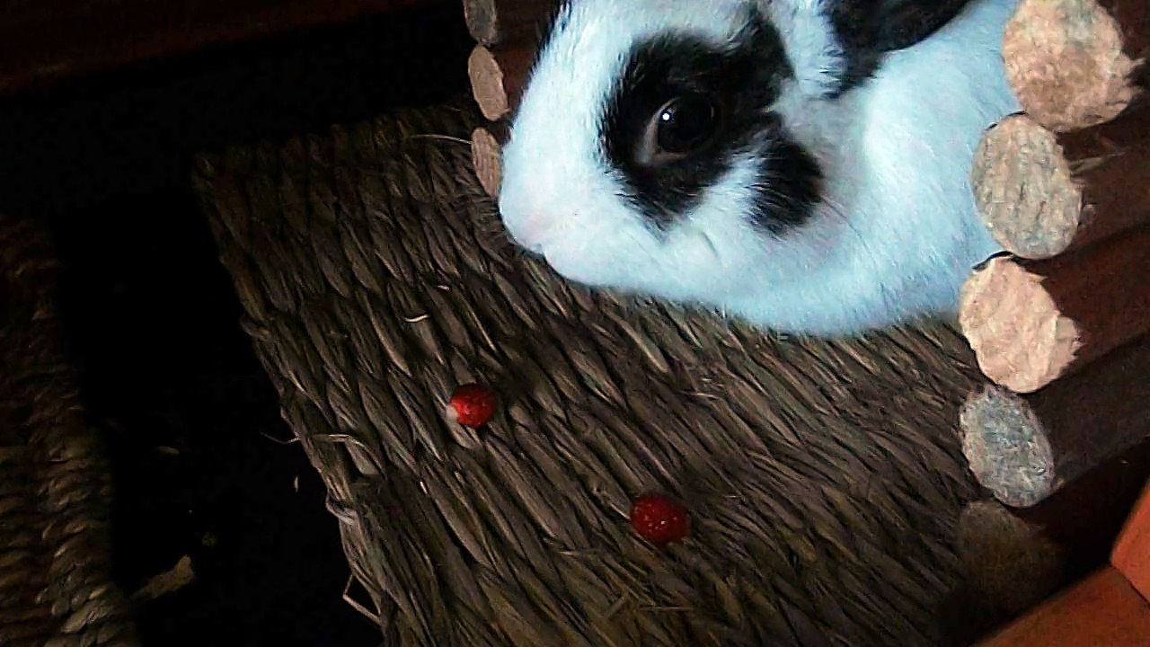 Pinou fraises (30-06-15)