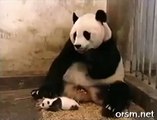 Cute Panda Sneezing - A Baby Panda Sneezing