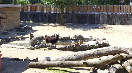 La canicule touche aussi les animaux