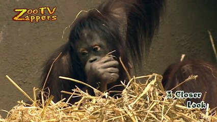 Zoo Safari - orang-oetan - orangutan - pongo