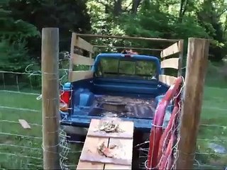 Loading Pigs into my truck - first attempt