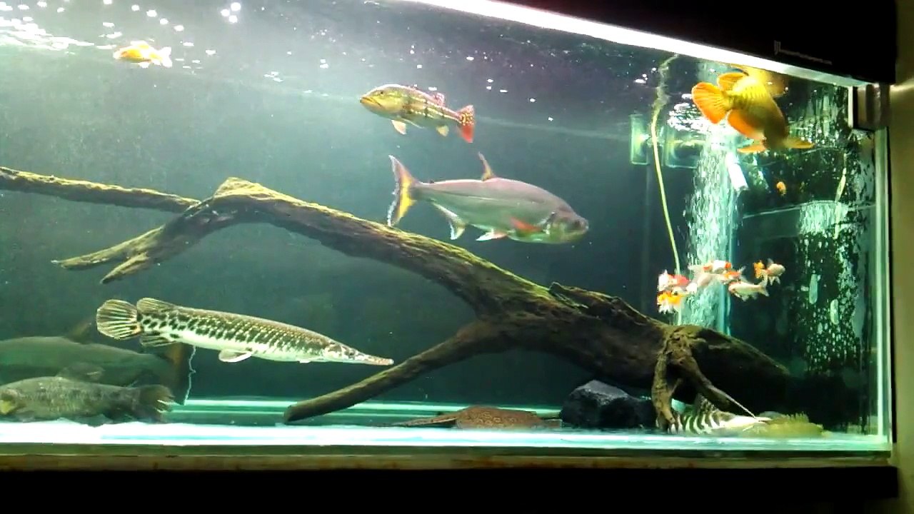 Big payara armatus