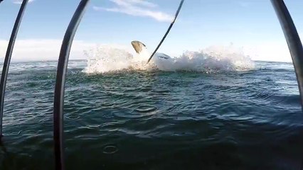 Great White Shark Attacks Diving Cage With Divers Inside!