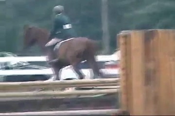 Horse for Sale 17 Hand Jumper