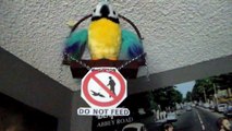 Polly the Insulting Parrot