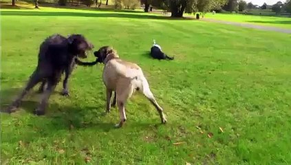 Kurdish Kangal & Irish Wolfhound
