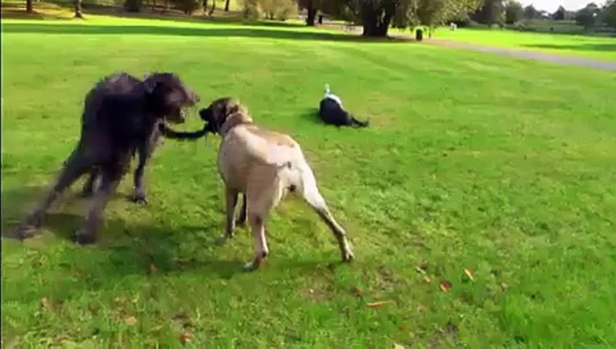 Kurdish Kangal & Irish Wolfhound