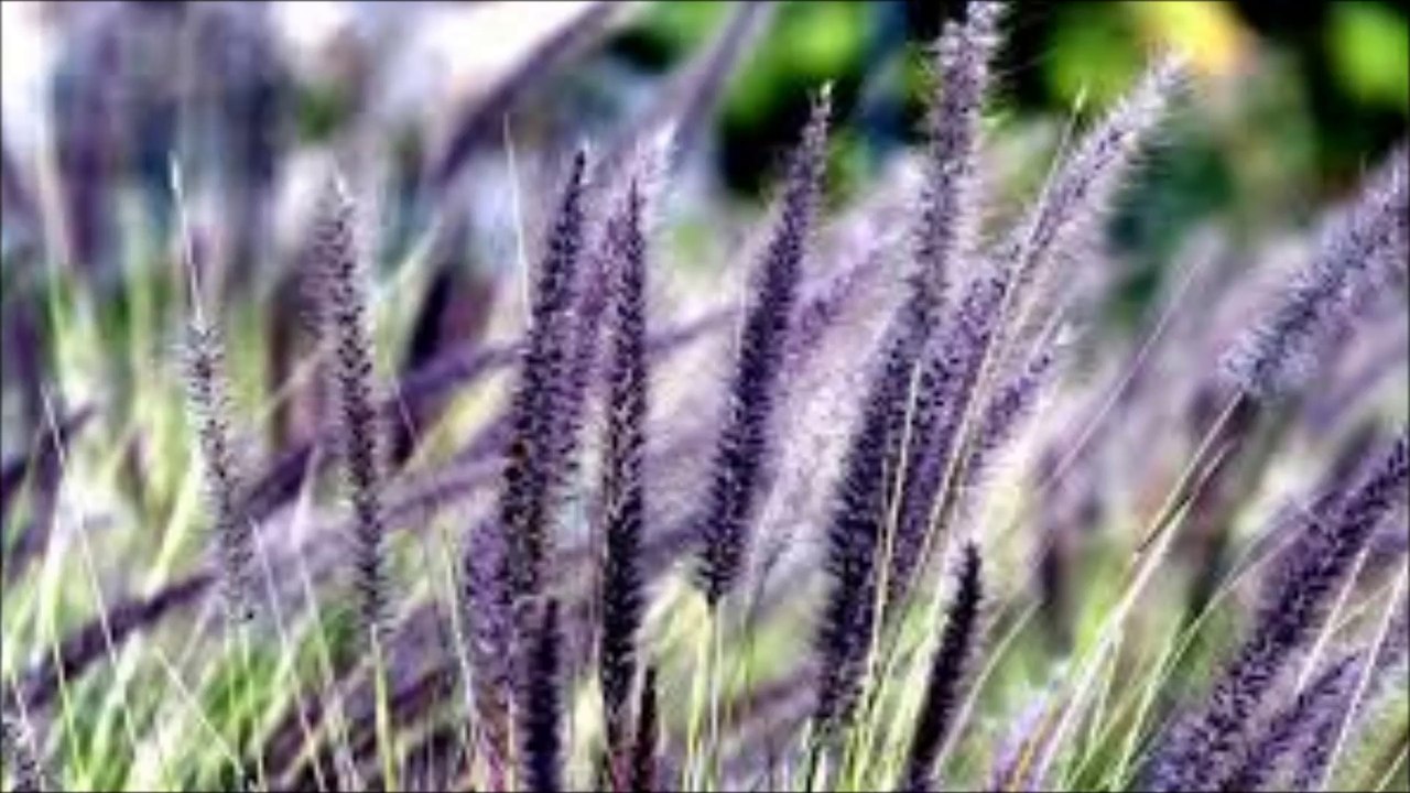 Birch Book - Stray Summer Song