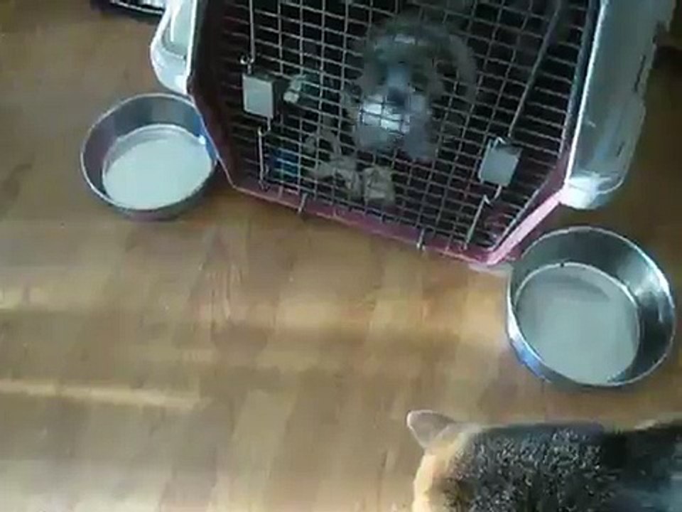 Puppy Crate Training
