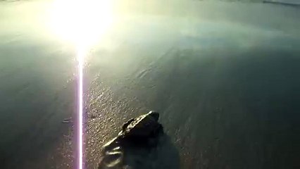 Baby Sea Turtle Rescued From A Crab On Cocoa Beach FL