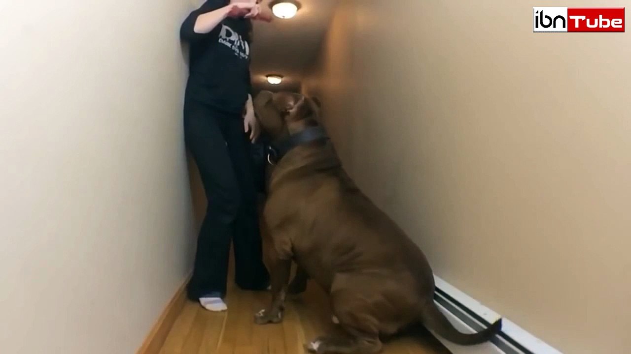 Hulk The Biggest Pitbull in the world - iBN Tube