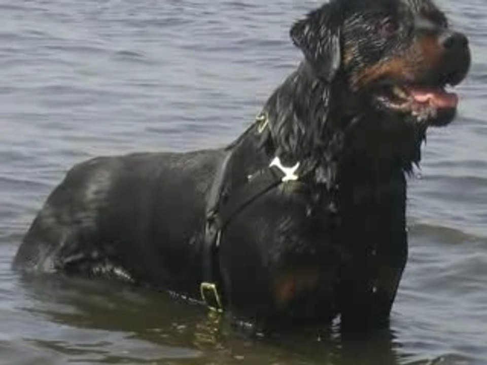 ROTTWEILER BULL TERRIER DETENTE
