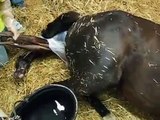 Horse Giving Birth  Foaling a Baby Colt 2015