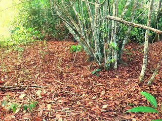 Pikat ayam hutan (dunhill)