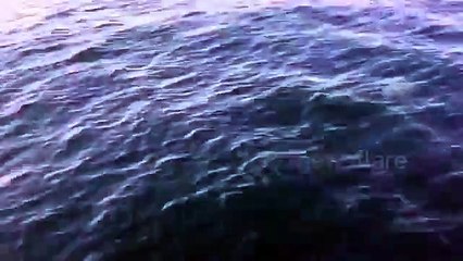 Giant jellyfish 'invasion' off the coast of Cornwall, UK