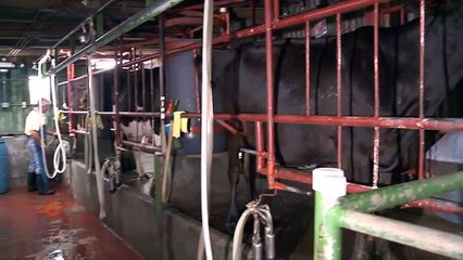 Una familia de Zarcero nos cuenta el secreto detrás de la fama de su queso