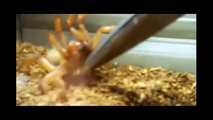 Praying Mantis Vs Angry Trap Door Spider