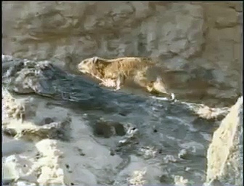 حيوان الوبر