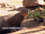 Mongoose, Herpestidae, tamed, Wildlife, Nature, Flora and Fauna, Kerala, India