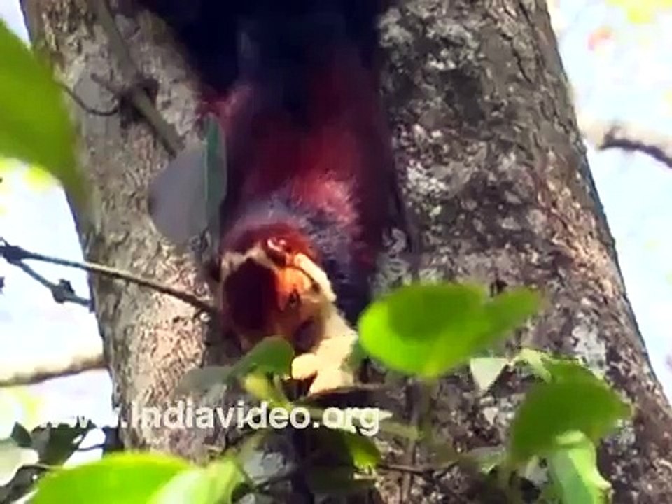 Malabar Giant Squirrel, Indian Giant Squirrel, Wildlife, Flora, Fauna, Nature, Video, Suresh Elamon