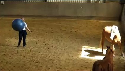 Clickertraining mit Rocky 2