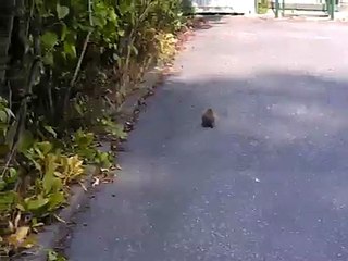 Der räudige Igel Rüdiger