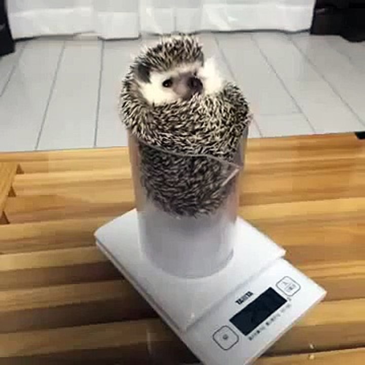 Cute hedgehog in a measuring cup