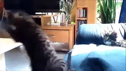 Funny Things | Funny Videos | Epic Fails Compilation 2012 Funny Compilation)