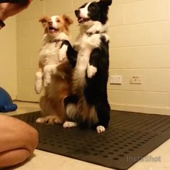 Dogs perform "bang trick" simultaneously