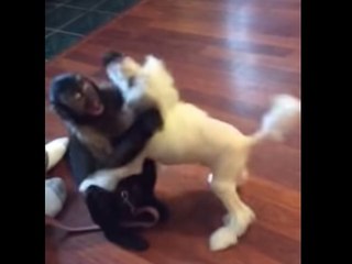 Capuchin Monkey plays with puppy friend