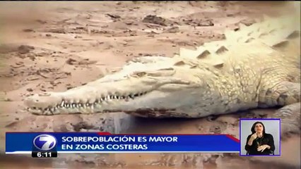 Hoteleros piden reubicar, cazar o eliminar cocodrilos debido a sobrepoblación
