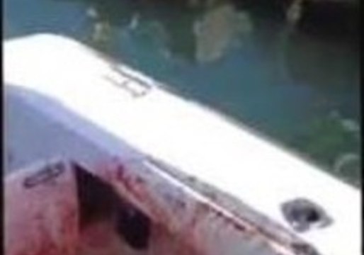 Daredevil Dolphin Released After Hijacking Family Boat