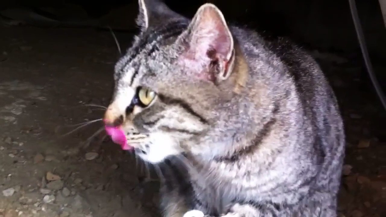 Stray cat under my house