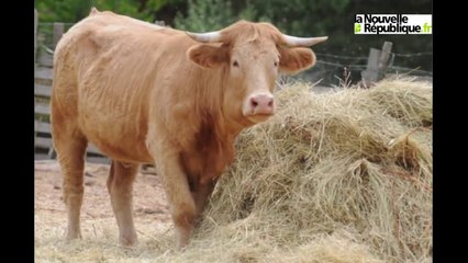 VIDEO (41) Marguerite : plutôt le refuge de Molineuf que l'abattoir !