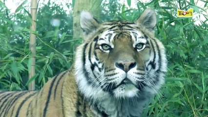 Découvrez les Instants Privilèges avec les Felins