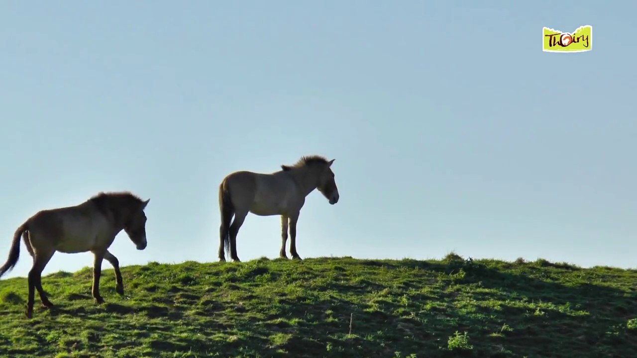 Parage et soins chez les Chevaux de Przewalski
