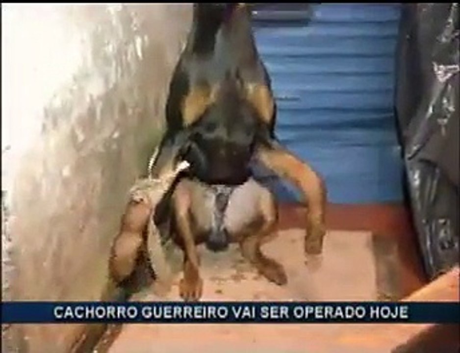 Cachorro Guerreiro