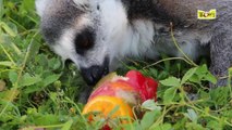 Les Makis apprécient leurs glaçons aux fruits !