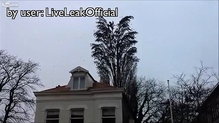 This tree isn't what it appears to be when the birds decide to fly away