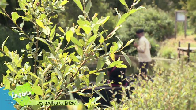 L.A Pépite - Alain Rey et ses abeilles en Brière, l’écosystème des marais
