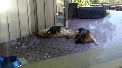 Mãe canina ensina como colocar seu filhote para dormir