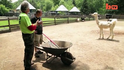 What is this Angry Llama doing with this Man WOW