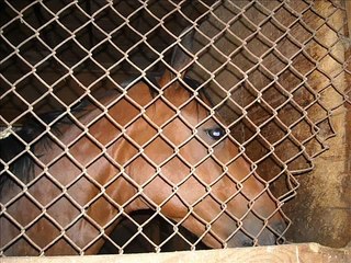 My new barn!!!!!! aka Tanglewood Stables!