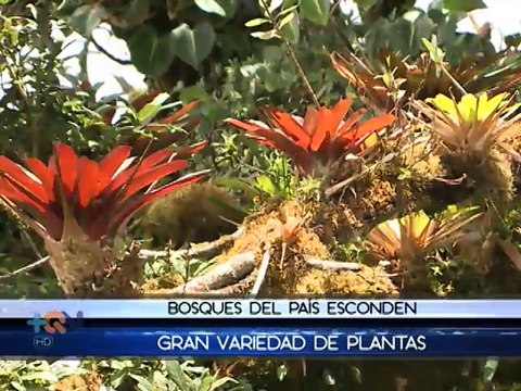 Bosques del país esconden gran cantidad de flora y fauna